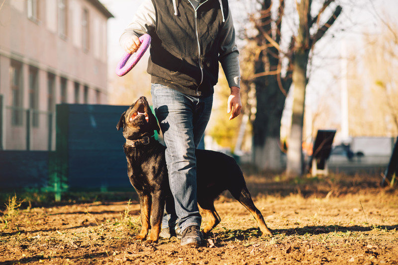 Dog and owner walking together