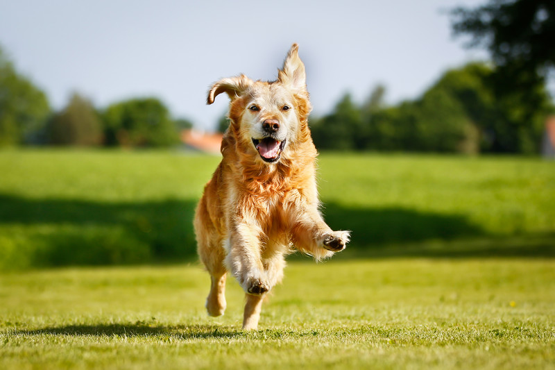 Dog running off leash in a field