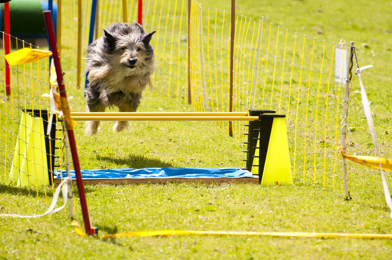Private one-on-one dog training session in Roanoke