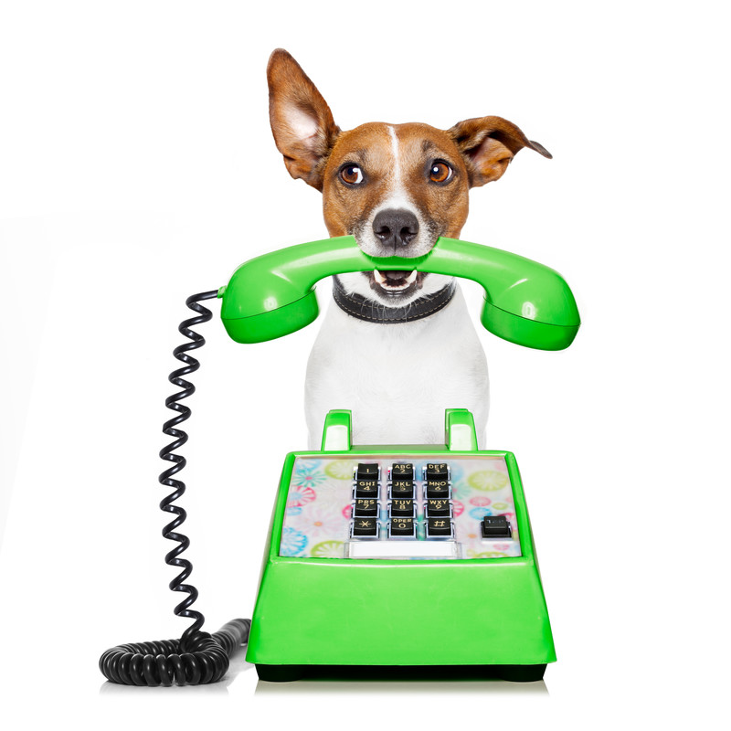 Illustration of a dog holding a telephone