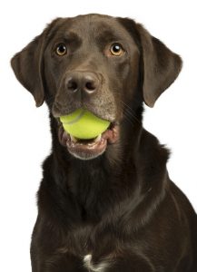 Dog with tennis ball ready for training